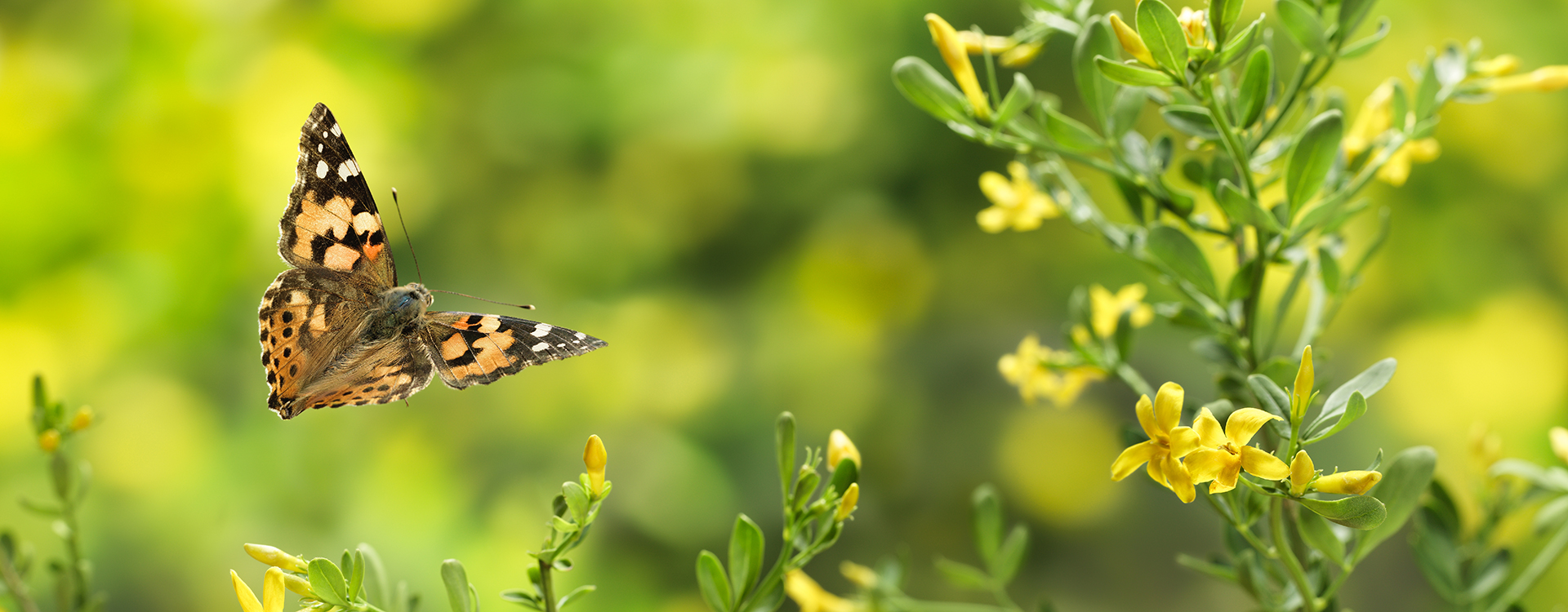 papillon_nature vegetal IO papillon_nature vegetal IO