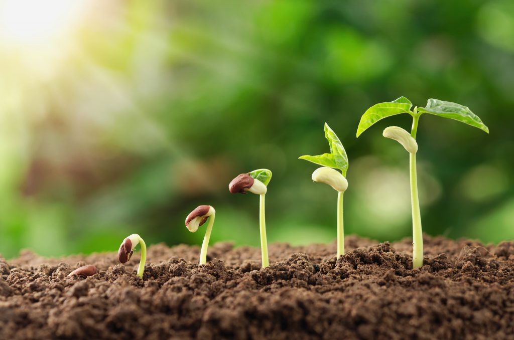 secteur-agriculture-tlgpro jeunes pousses agriculture